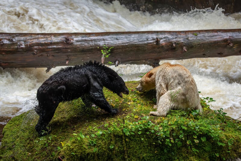 An Asiatic black bear and a light-colored bear stand facing each other on a mossy rock next to a flowing river, with fallen logs in the background.