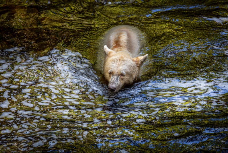A light-colored bear swims in greenish water, and bubbles and bubbles are visible on the surface of the water. The bear moves forward with its head and upper body above the water.