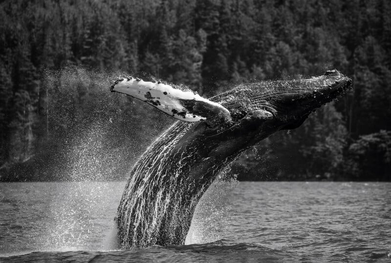 A humpback whale jumps out of the water with its pectoral fins raised and a splash against a blurred forest background. The image is black and white.