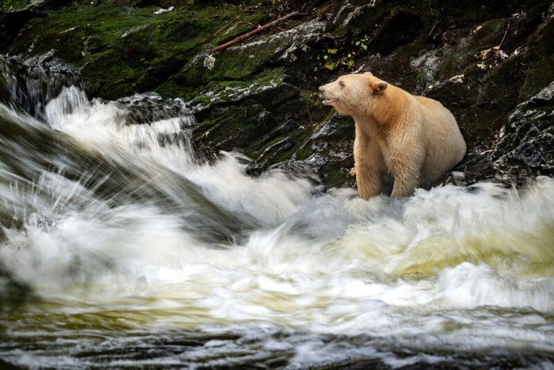 A cream-colored bear stands on a mossy rock next to a fast-flowing river, looking out at the rushing water with his mouth slightly open.
