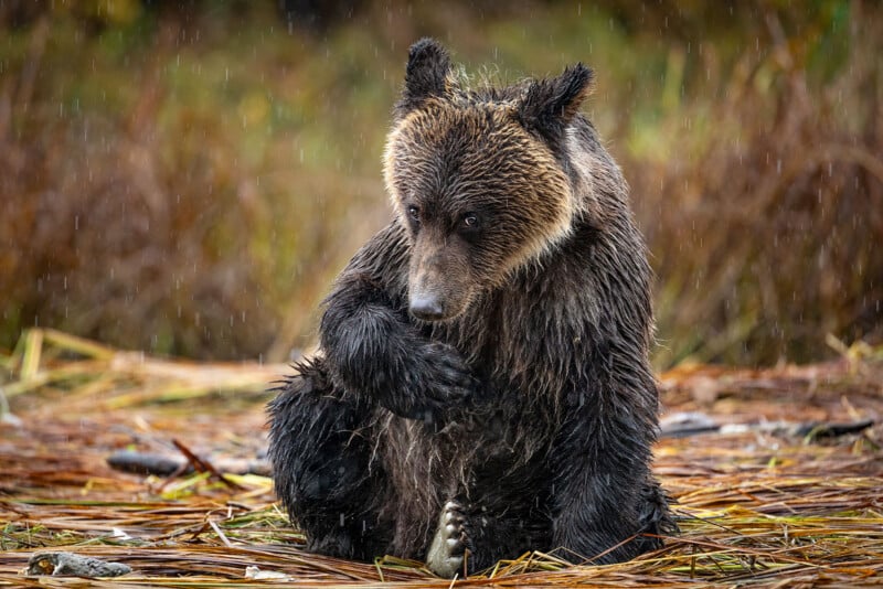 A wet brown bear sits in the rain on the ground surrounded by dry grass and plants, licking and grooming itself with one paw in its mouth.