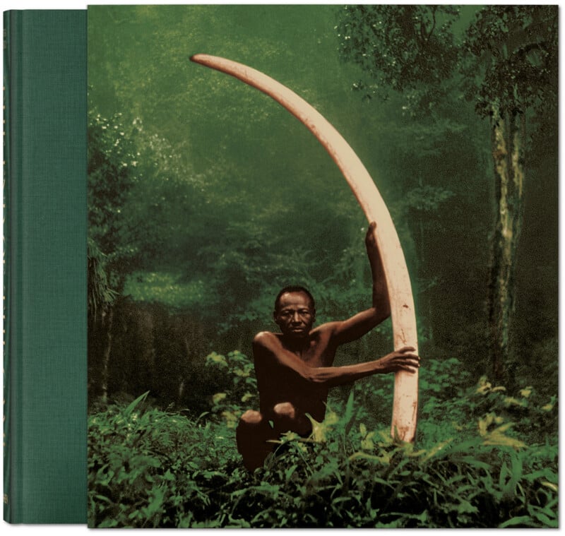 With a lush forest in the background, a person crouches among the dense green leaves with a large, curved ivory tusk.