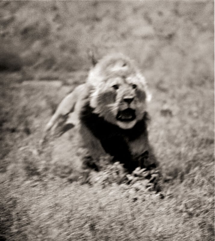 Blurry black and white photo of a lion running through tall grass with its mouth open. It probably roars or gasps, capturing movement and intensity.
