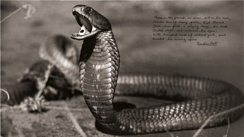 A black and white photo of a cobra that appears to be making hissing noises with its hood spread and mouth open. Handwritten text appears in the upper right corner of the image. The background is blurred.