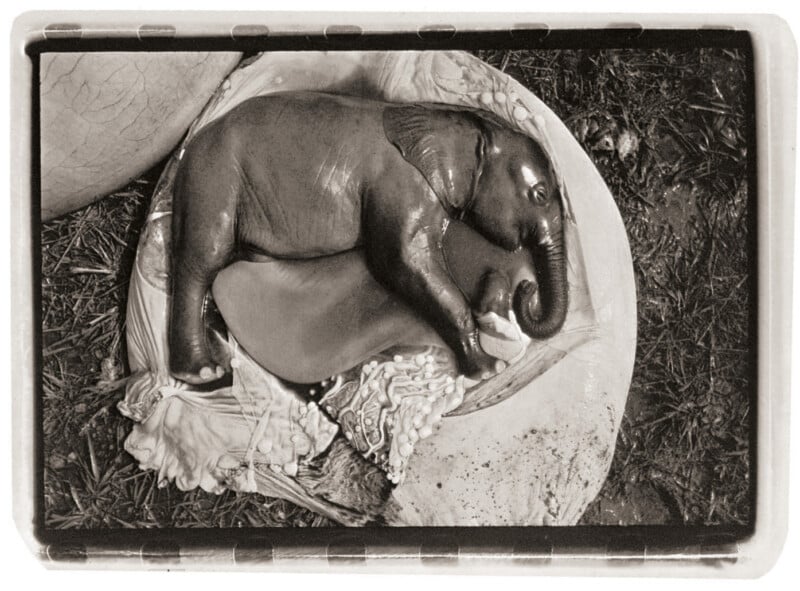 Black and white image of a newborn elephant calf lying on the grass curled up in a partially open amniotic sac. The umbilical cord and placenta can be seen nearby.