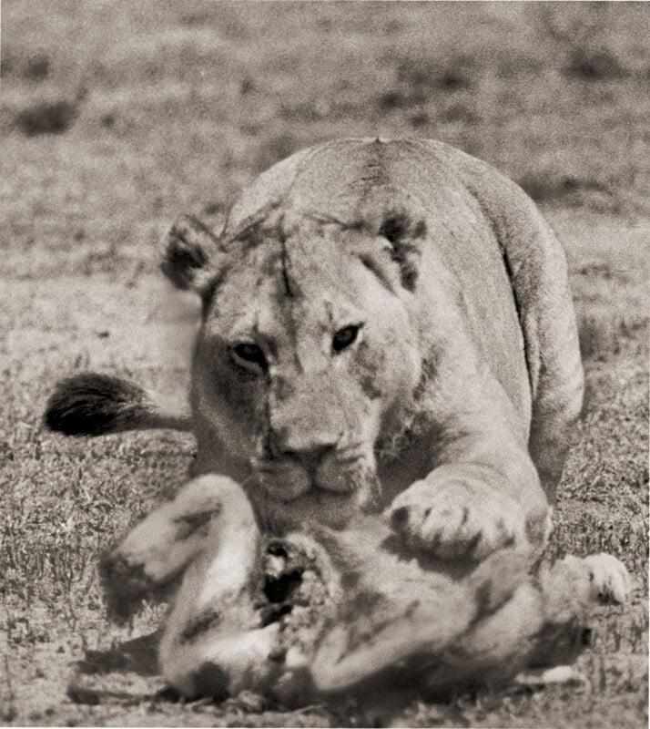 A lioness is crouching in a grassy area and eating a carcass. The gaze is focused forward, and one foot is placed on the prey. The image is black and white.