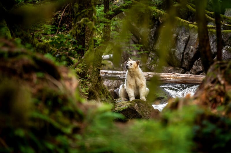 A white bear sits on a mossy rock in a lush forest, with trees, ferns and fallen logs nearby. A stream flows in the background, adding to the peaceful natural scenery.