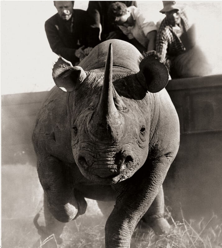 A rhino runs toward the camera in the foreground, while four people in a car watch from behind. Dust swirls around the rhino's feet, creating a sense of movement and tension. The image is black and white.