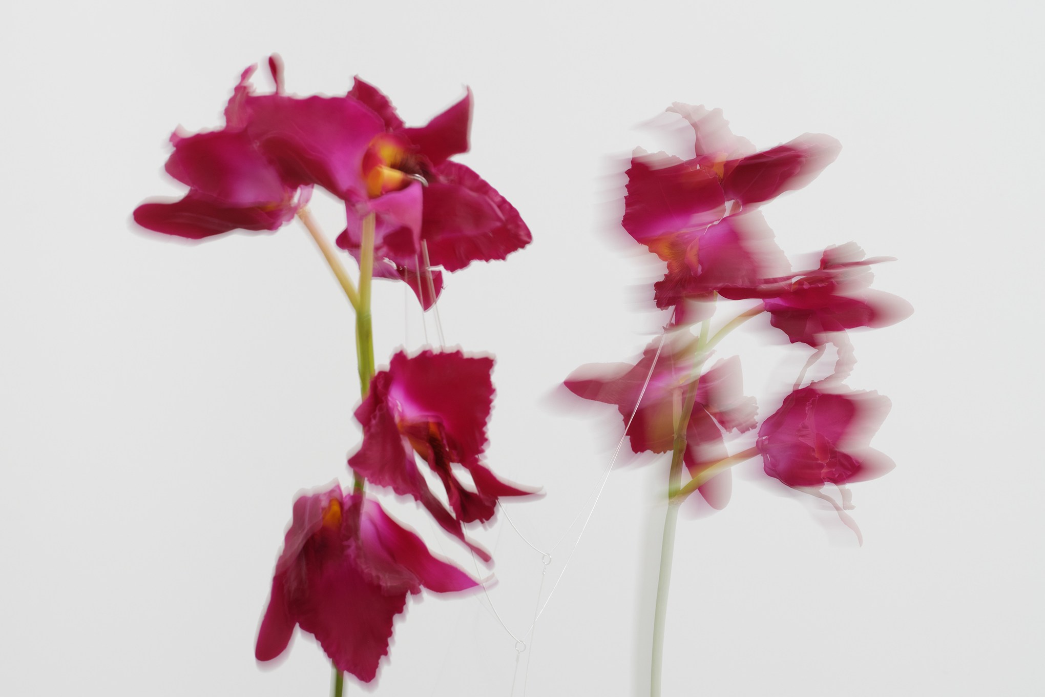Two artificial orchids sway with motion blur.